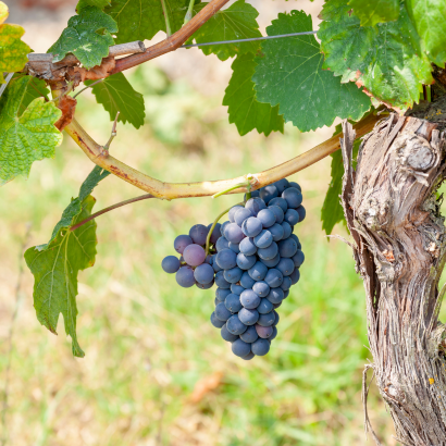 Les Vins du Languedoc : Un terroir d’exception à découvrir avec le Club Français du Vin