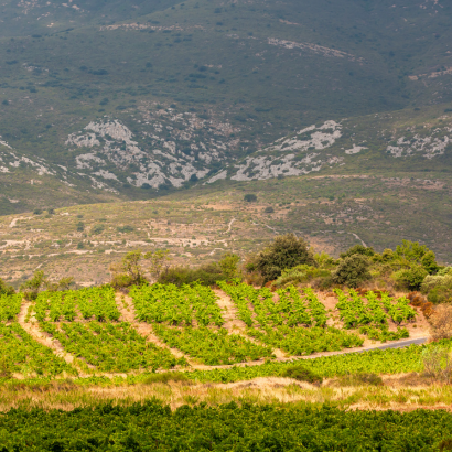 A la découverte des vins du Roussillon